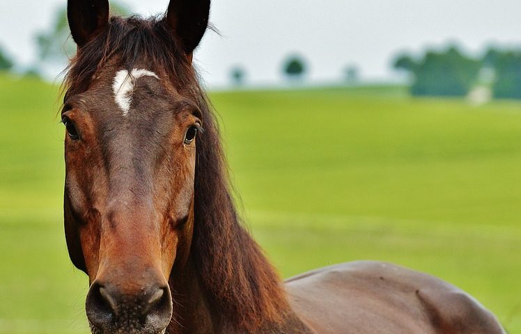 cheval marron