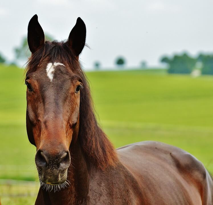 cheval marron