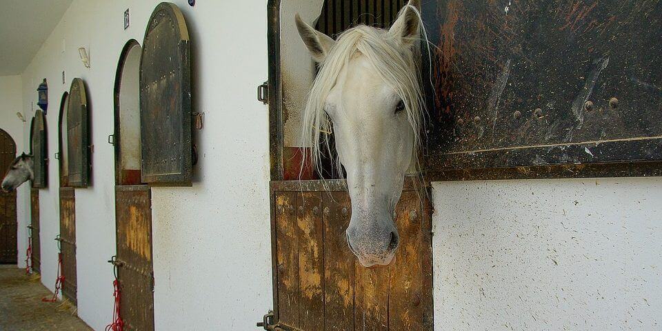 haras droit cheval