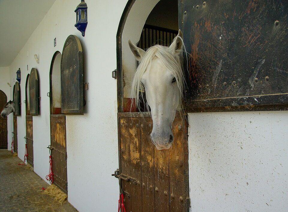 haras droit cheval