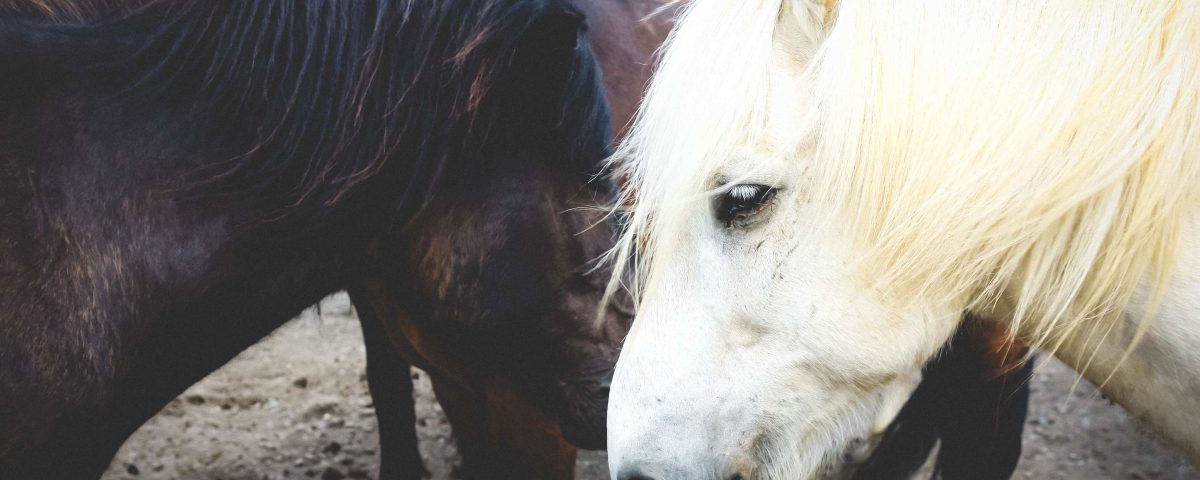 chevaux profils