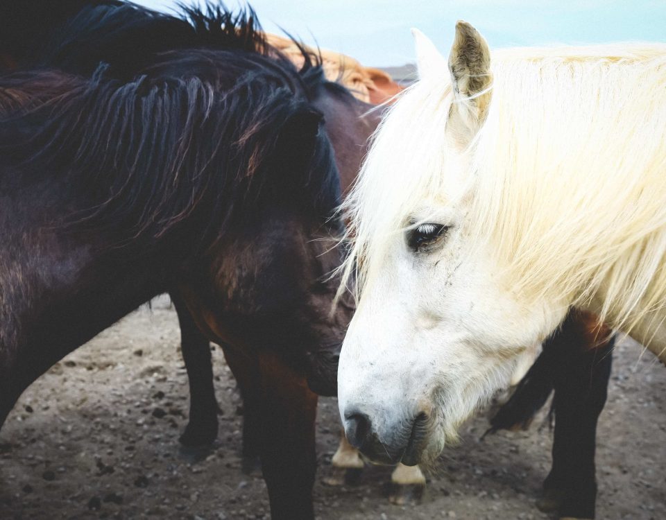 chevaux profils